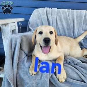 Ian, Fox Red Labrador Retriever Puppy